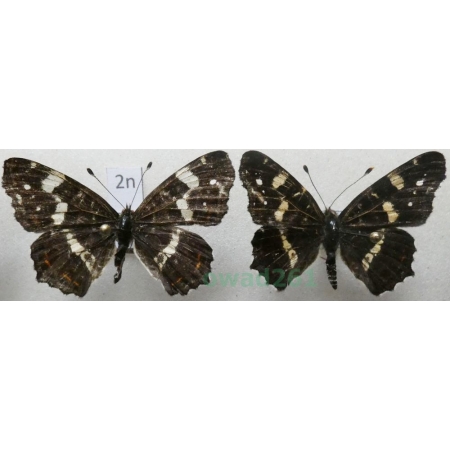 Araschnia levana (Linnaeus, 1758) pair form Rusałka kratkowiec Poland2n